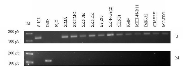 Figura 1 - Deteccin de hipermetilacin a nivel del promotor del gen p14 mediante MSP, en lneas celulares de neuroblastoma.
Geles de agarosa al 2,5% teidos con bromuro de etidio (0,1 μg/ml). m: marcador de peso molecular (1Kb Plus Ladder, Invitrogen). S101: DNA de sangre perifrica (control negativo). IMD: DNA metilado in vitro (control positivo). U: no metilado (unmethylated). M: metilado (methylated).
